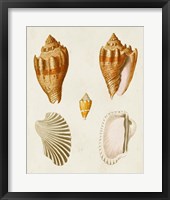 Framed 'Knorr Shells VII' border=