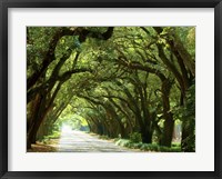 Framed Canopy Road I