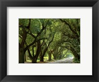 Framed Canopy Road II