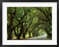 Framed Canopy Road II