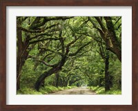 Framed Canopy Road IV