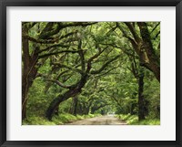 Framed Canopy Road IV