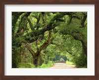 Framed Canopy Road V