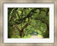 Framed Canopy Road V