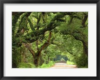 Framed Canopy Road V