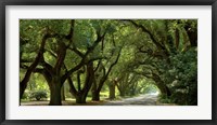 Framed Canopy Road Panorama II