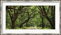 Framed Canopy Road Panorama IV