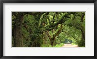 Framed Canopy Road Panorama V