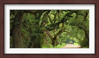 Framed Canopy Road Panorama V