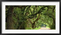 Framed Canopy Road Panorama V