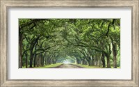 Framed Canopy Road Panorama VI