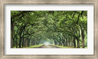 Framed Canopy Road Panorama VI
