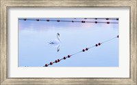 Framed Swan and Ropes