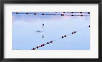 Framed Swan and Ropes