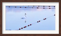 Framed Swan and Ropes