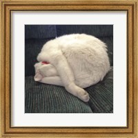 Framed Cat Yoga I