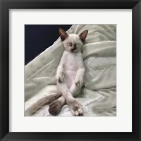 Framed Cat Yoga II