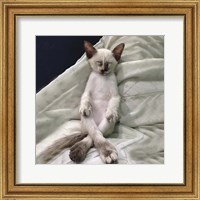 Framed Cat Yoga II