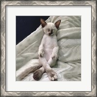 Framed Cat Yoga II