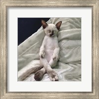 Framed Cat Yoga II