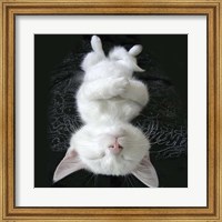 Framed Cat Yoga III