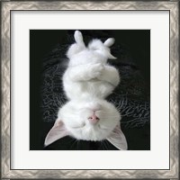 Framed Cat Yoga III