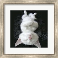 Framed Cat Yoga III