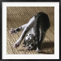 Framed Cat Yoga IV