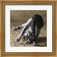 Framed Cat Yoga IV