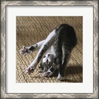 Framed 'Cat Yoga IV' border=