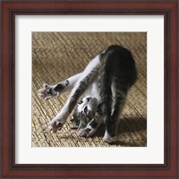 Framed 'Cat Yoga IV' border=