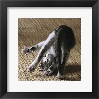 Framed 'Cat Yoga IV' border=