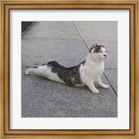 Framed Cat Yoga VI