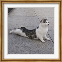Framed Cat Yoga VI