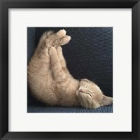 Framed 'Cat Yoga VII' border=