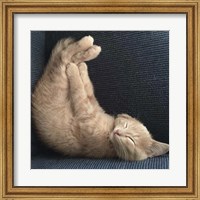 Framed Cat Yoga VII