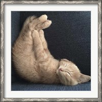 Framed Cat Yoga VII