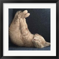 Framed 'Cat Yoga VII' border=