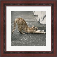 Framed Cat Yoga VIII