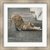 Framed Cat Yoga VIII