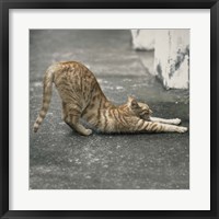 Framed Cat Yoga VIII