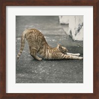 Framed Cat Yoga VIII