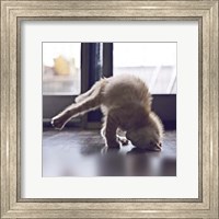 Framed Cat Yoga X