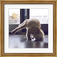 Framed Cat Yoga X