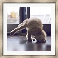 Framed Cat Yoga X