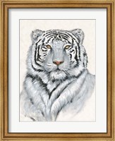 Framed White Tiger I