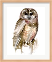 Framed Watercolor Owl II