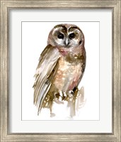 Framed Watercolor Owl II