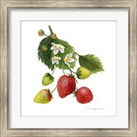Framed Strawberry Study I