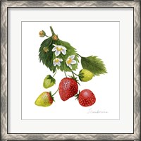 Framed Strawberry Study I